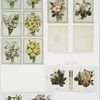 Birthday, Christmas, New Year and Valentine cards depicting flowers and hearts.