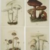 Prints depicting mushrooms.