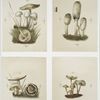 Prints depicting mushrooms.