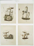 Prints depicting mushrooms.