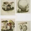 Prints depicting mushrooms.
