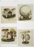 Prints depicting mushrooms.