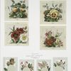 Birthday, Christmas, New Year and Valentine cards depicting flowers.