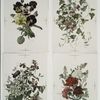 Flowers.