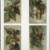 Hickory; Norway Spruce; Chestnut; Red Cedar; and Pitch Pine.