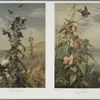 Thistle and Landscape; Marsh Mallow.
