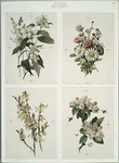 Flower designs.