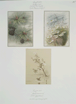 Birthday cards depicting flowers and plants, birds and water.