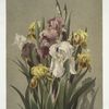 Fleur de Lis #3.