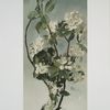Apple Blossoms.