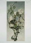 Apple Blossoms.