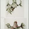 Marriage certificates depicting flowers.