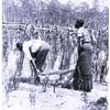 Ploughing rice furrows