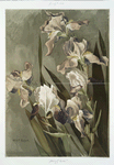 Study of iris.