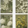 Prints of flowers entitled 'Elder,' 'Dogwood,' 'Snowflakes' and 'Cowslip.']