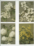 Prints of flowers entitled 'Elder,' 'Dogwood,' 'Snowflakes' and 'Cowslip.'