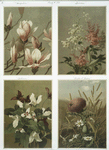 Prints of flowers entitled 'Magnolia,' 'Spiraea,' 'Trillium' and 'Thistle and Grasses.'