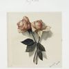 A  print depicting two pink roses