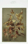 Autumn leaves #2.