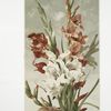 Gladiolus.