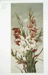 Gladiolus.