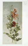 Poppies #2.