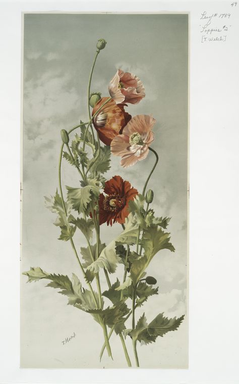 Poppies #2. - NYPL Digital Collections