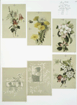 Christmas, New Year and Valentine cards depicting flowers, holly and profiles of girls