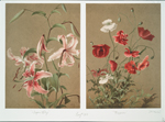 Two prints entitled 'Japan lily' and 'Poppies'
