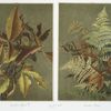 Two prints entitled 'Autumn leaves #3' and 'Autumn ferns'