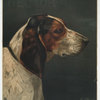A print with the word 'Hector' and depicting a portrait of a hunting dog