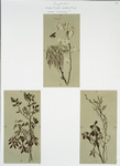 Birthday and Easter cards depicting flowers, bees and budding trees.