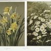 Two prints entitled, 'Daffodils' and 'Daisies'