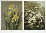 Two prints entitled, 'Daffodils' and 'Daisies'