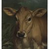 Calfs head.