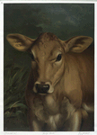 Calfs head.