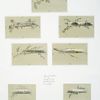 Birthday and Easter cards depicting landscapes, leaves, branches, flowers and ivy.