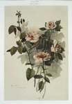 Study of Roses.