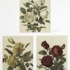 Nefihetos Roses; Marechal Niel Roses; Jacqueminot Roses.