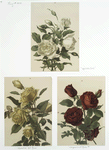 Nefihetos Roses; Marechal Niel Roses; Jacqueminot Roses.