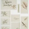 Echoes in Aquarelle from Along Shore [depicting aquatic plants].