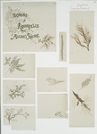 Echoes in Aquarelle from Along Shore [depicting aquatic plants].
