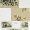 Christmas cards depicting tree branches, people picking fruit and flowers, children throwing snowballs, girl with lamb.