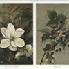 Magnolia  Geandiflora; Blackberries.