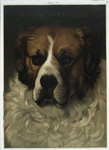 Merchant Prince [large portrait of a Saint Bernard].