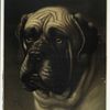 Ilford Caution [portrait of a bullmastiff].