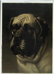 Ilford Caution [portrait of a bullmastiff].