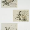 Valentines depicting roses, with messages