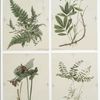 Prints depicting drawings and sketches of plants, flowers, and insects.