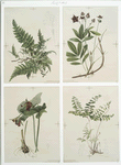 Prints depicting drawings and sketches of plants, flowers, and insects.